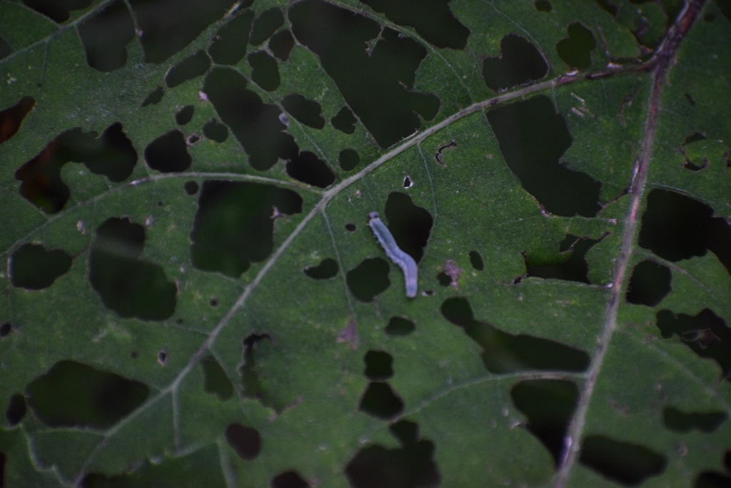 Bruco da identificare: larva di Tenthredo sp.